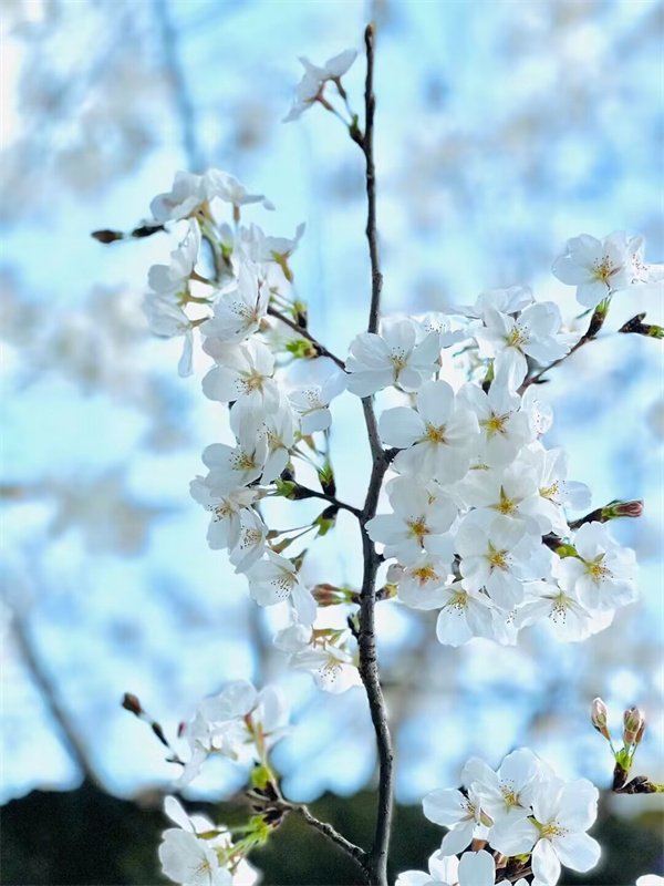 #13号-邵荣青《春之雪》.jpg #13号-邵荣青《春之雪》.jpg